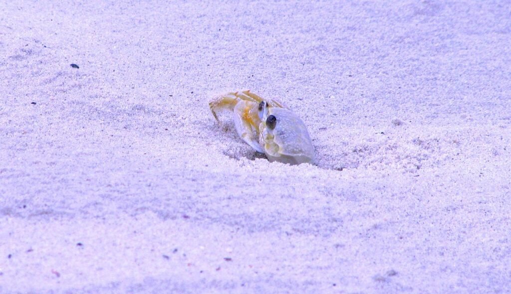 1280px Atlantic ghost crab Ocypode quadrata from Maria farinha Brazil1