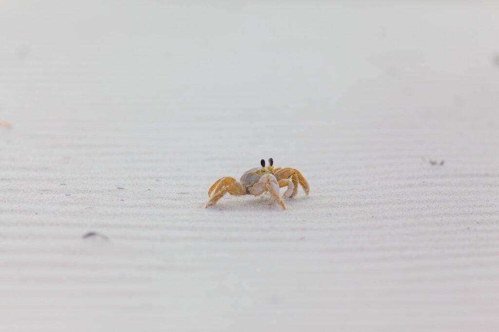 Ghost crab Bon Secour National Wildlife Refuge1